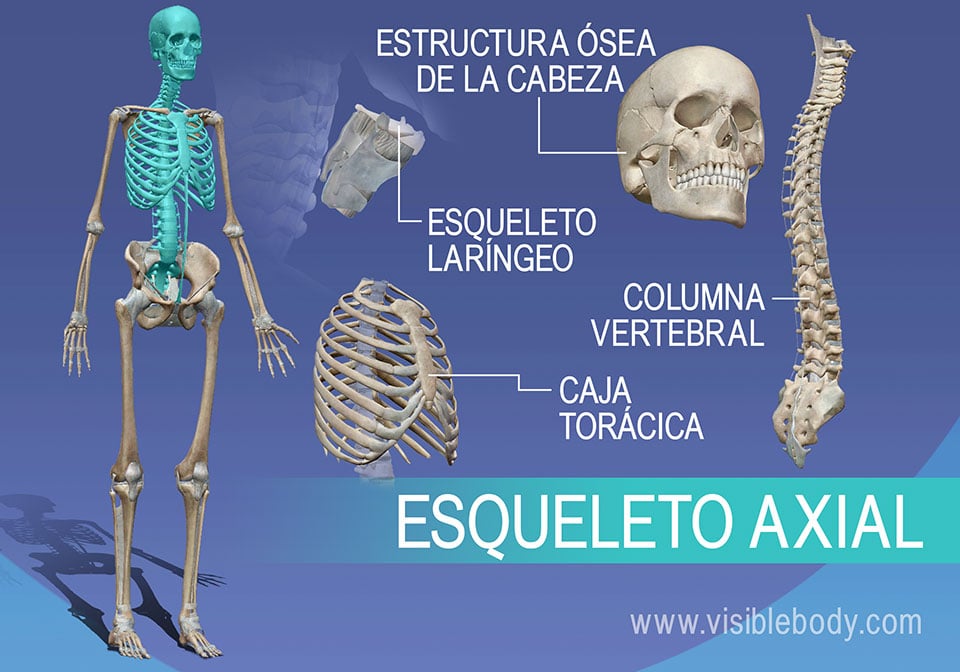 Esqueleto AXIAL: Qué es, PARTES y características CLAVE 2 esqueleto axial que es partes y caracteristicas clave