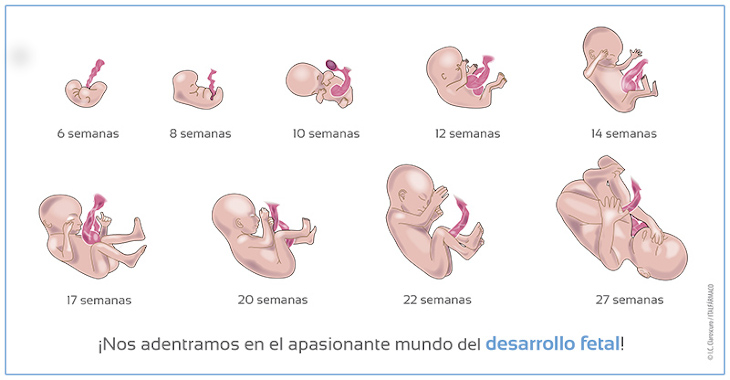 etapas del desarrollo embrionario descubre las 5 claves