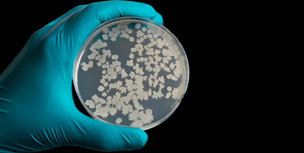 Eubacterias: Descubre su Importancia y Características Clave 2 eubacterias descubre su importancia y caracteristicas clave