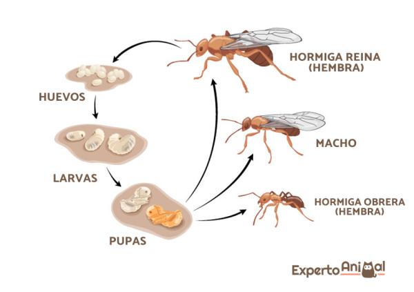 EUSOCIALIDAD: Descubre su IMPORTANCIA en ANIMALES SOCIALES 2 eusocialidad descubre su importancia en animales sociales
