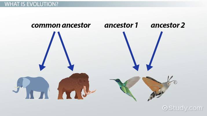 Evolución CONVERGENTE: Qué es y Ejemplos ASOMBROSOS