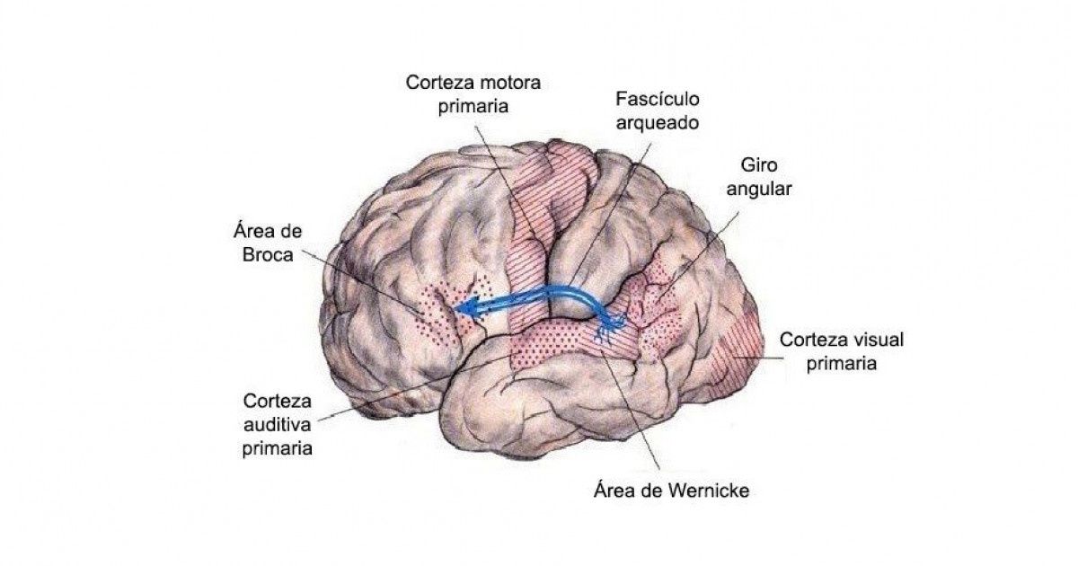 Fascículo Arqueado: Claves de Su Ubicación y Funciones 2 fasciculo arqueado claves de su ubicacion y funciones