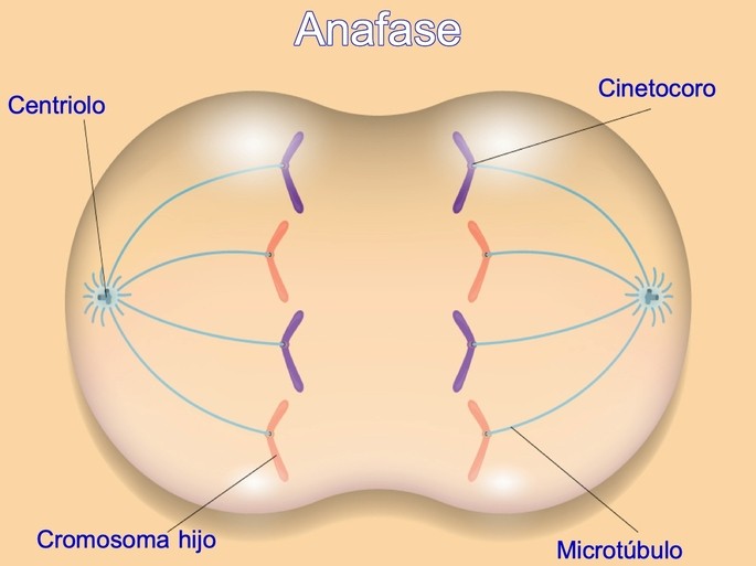 Fases de la MITOSIS: Descubre la ANAFASE y sus ETAPAS 2 fases de la mitosis descubre la anafase y sus etapas