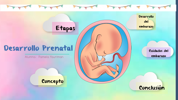 Fases del DESARROLLO PRENATAL – Características ESENCIALES