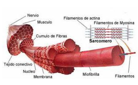 fibra muscular funciones y tipos que debes conocer