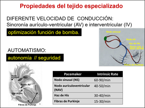 FIBRAS de PURKINJE: FUNCIONES y CARACTERÍSTICAS ESENCIALES 2 fibras de purkinje funciones y caracteristicas esenciales
