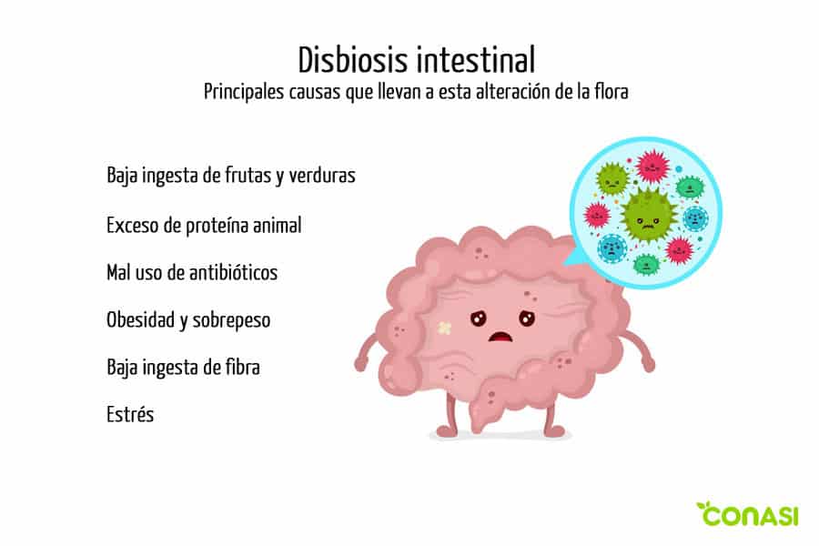 flora intestinal caracteristicas y funciones esenciales