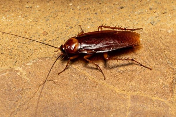 Fobia a las CUCARACHAS: Descubre Causas y SÍNTOMAS Reales 2 fobia a las cucarachas descubre causas y sintomas reales