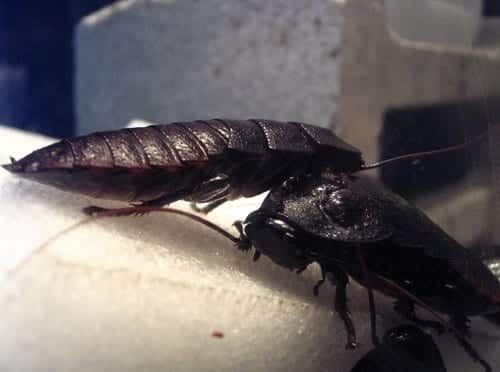 FOBIA A LOS INSECTOS: Causas y SÍNTOMAS Reveladores 2 fobia a los insectos causas y sintomas reveladores