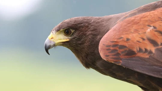 Fobias a las AVES: Qué es la ORNITOFOBIA y cómo afecta 2 fobias a las aves que es la ornitofobia y como afecta