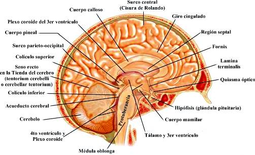 Fornix Cerebral: Descubre su Anatomía y Funciones Clave 2 fornix cerebral descubre su anatomia y funciones clave