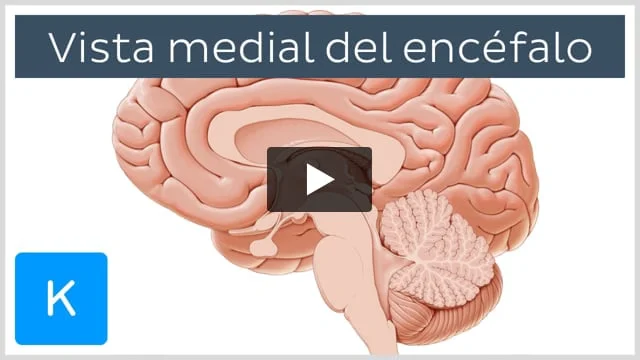 fornix descubre el trigono cerebral y sus funciones clave