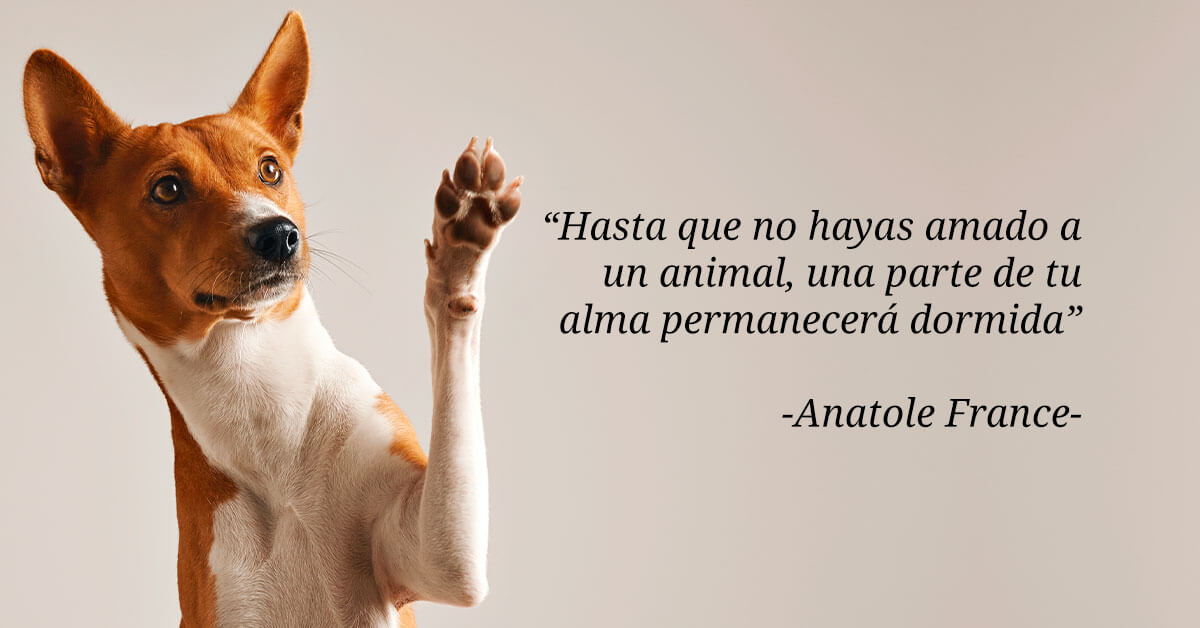 Frases de ANIMALES que INSPIREN - 130 Citas CORTAS y SABIAS 2 frases de animales que inspiren 130 citas cortas y sabias