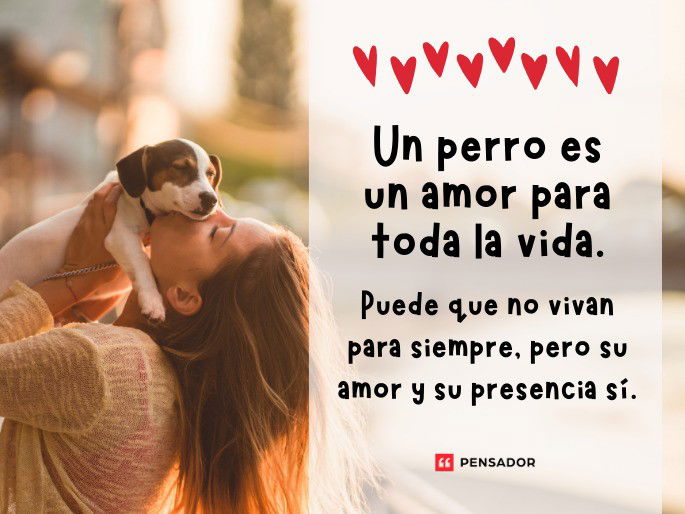 Frases de PERROS que AMAS - 123 Mensajes para tu PERRIJO 2 frases de perros que amas 123 mensajes para tu perrijo