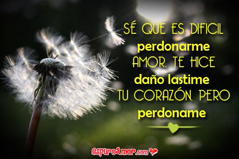 Frases para PEDIR PERDÓN a tu PAREJA - Reconcíliate con AMOR 2 frases para pedir perdon a tu pareja reconciliate con amor