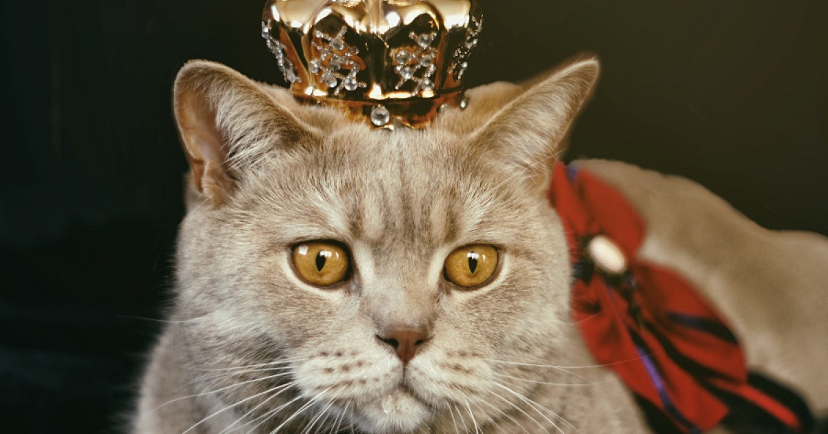 Frases sobre GATOS - Descubre las MEJORES 110 FRASES aquí 2 frases sobre gatos descubre las mejores 110 frases aqui