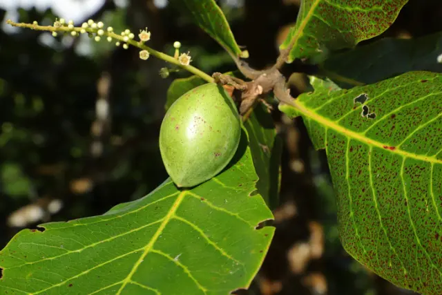 Fruta Prohibida - Descubre su PODER y Efectos Sorprendentes 2 fruta prohibida descubre su poder y efectos sorprendentes