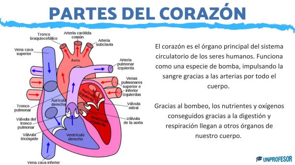 Función del CORAZÓN HUMANO - Descubre sus 13 PARTES 2 funcion del corazon humano descubre sus 13 partes