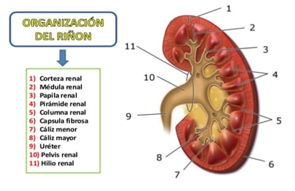 Funciones Clave del Riñón: ¡Descubre su Maravilloso Papel! 2 funciones clave del rinon descubre su maravilloso papel