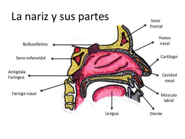 funciones de la nariz descubre las partes y su importancia