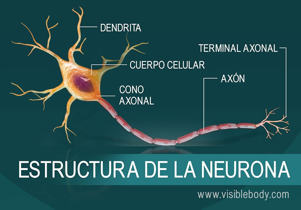 funciones de las neuronas que son y como funcionan