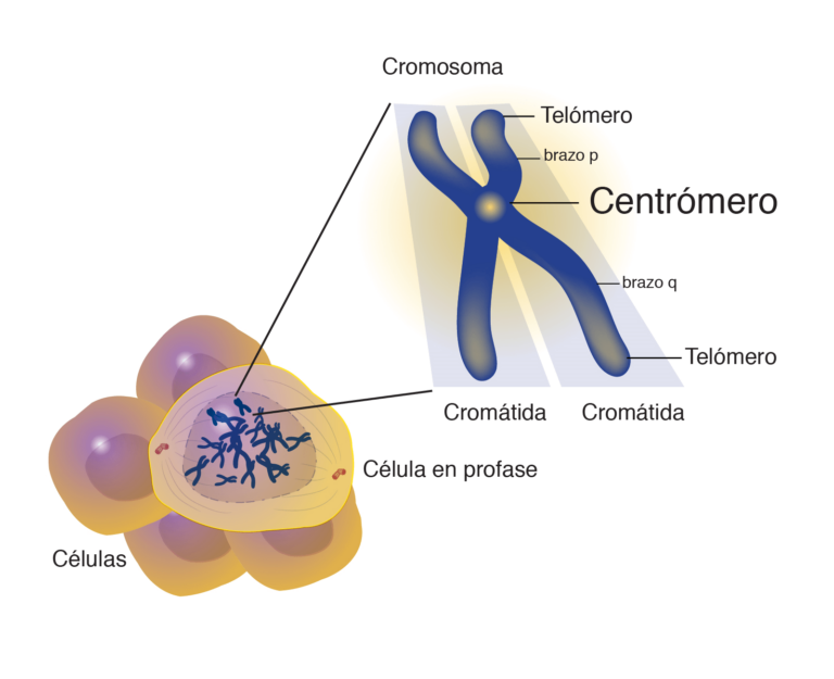 funciones de los chromosomas partes y caracteristicas clave