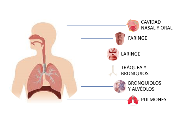 funciones de los pulmones descubre sus 7 partes clave