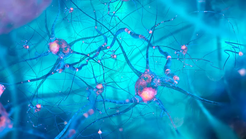 funciones de motor neurons patologias y terapias en madrid