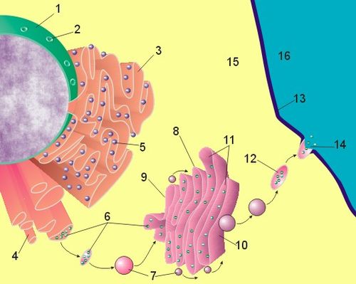 funciones del aparato de golgi descubre su clave celular