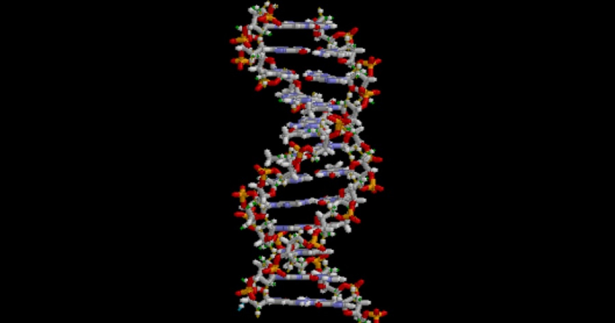funciones del dna nucleotidos y su importancia en madrid