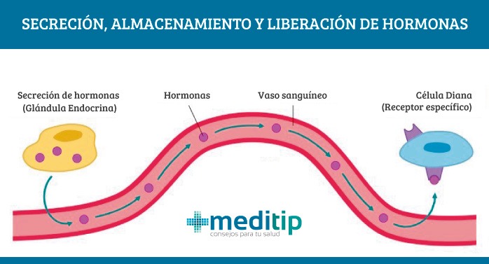 Funciones Sorprendentes del Estrógeno en Tu Cuerpo 2 funciones sorprendentes del estrogeno en tu cuerpo