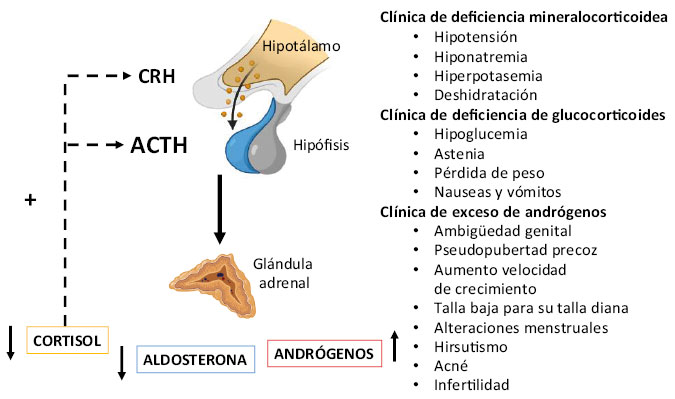 galactorrea sintomas causas y tratamientos revelados