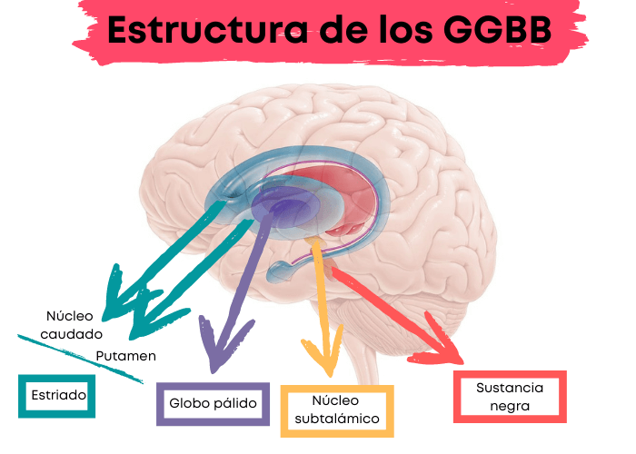 ganglios basales funciones clave en el cerebro humano