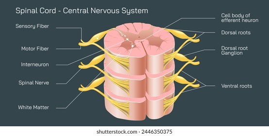 GANGLIOS ESPINALES: ANATOMÍA y FUNCIONAMIENTO ESENCIAL 2 ganglios espinales anatomia y funcionamiento esencial