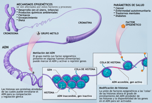 genetica conductual definicion y 5 hallazgos clave