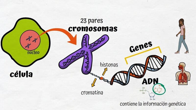 Genética de la Conducta: Claves Esenciales que Debes Conocer 2 genetica de la conducta claves esenciales que debes conocer