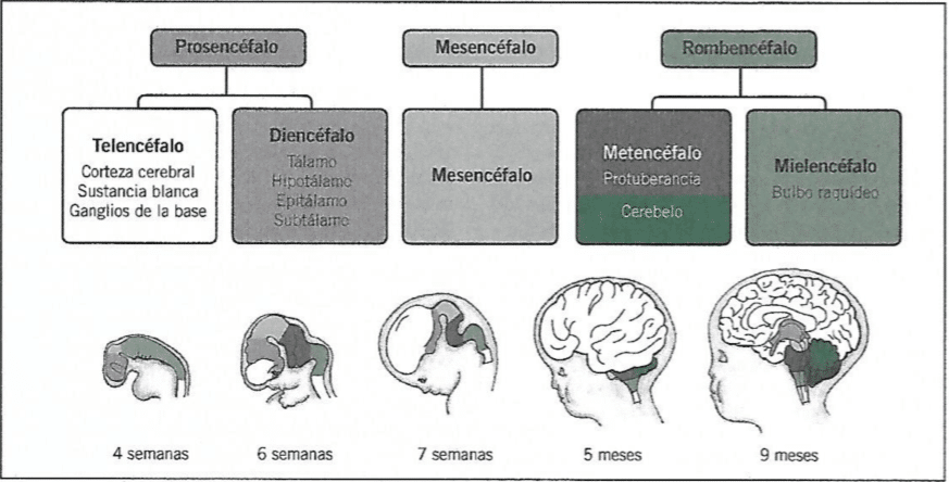 genotipo vs fenotipo 9 claves que cambiaran tu perspectiva