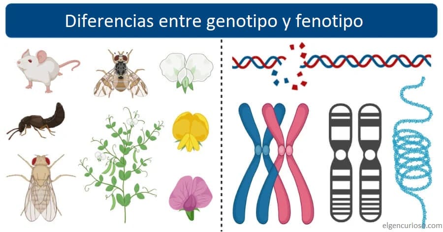 Genotipo vs. FENOTIPO: Diferencias CLAVE que DEBES Saber 2 genotipo vs fenotipo diferencias clave que debes saber