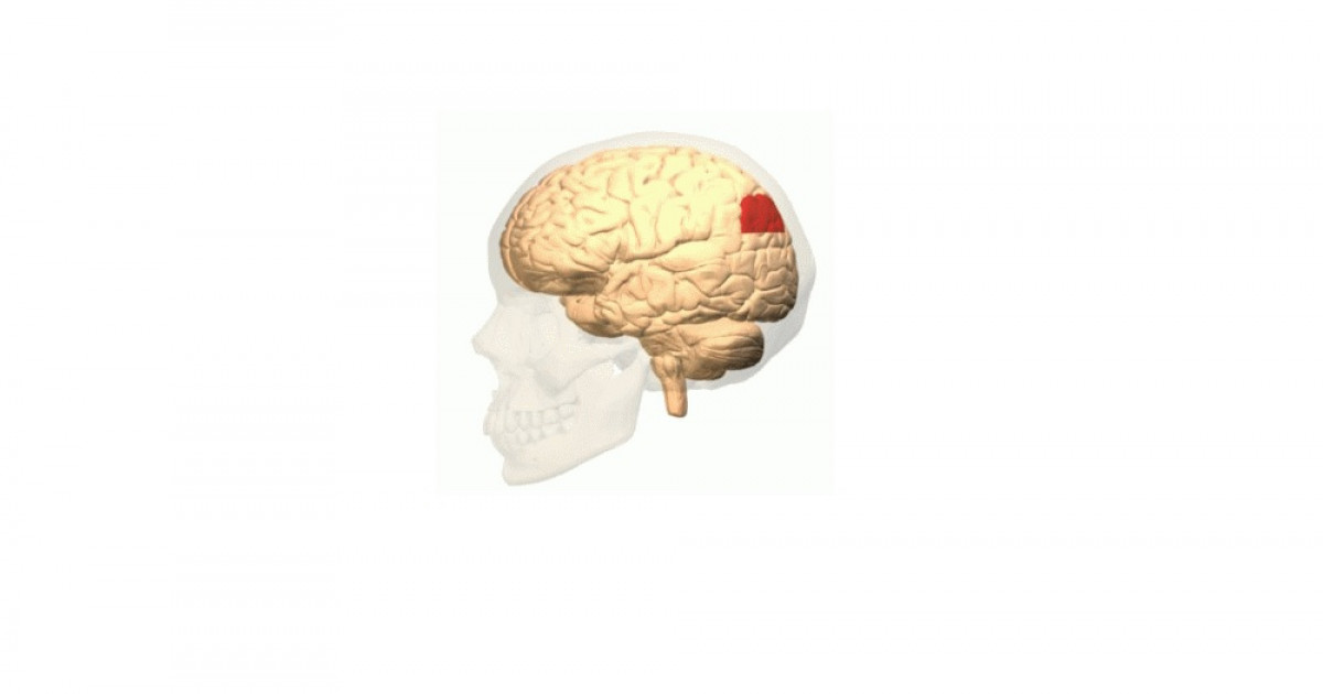 giro angular en el cerebro areas y funciones clave