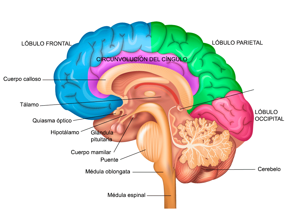 giro cingulado descubre su rol clave en tu cerebro