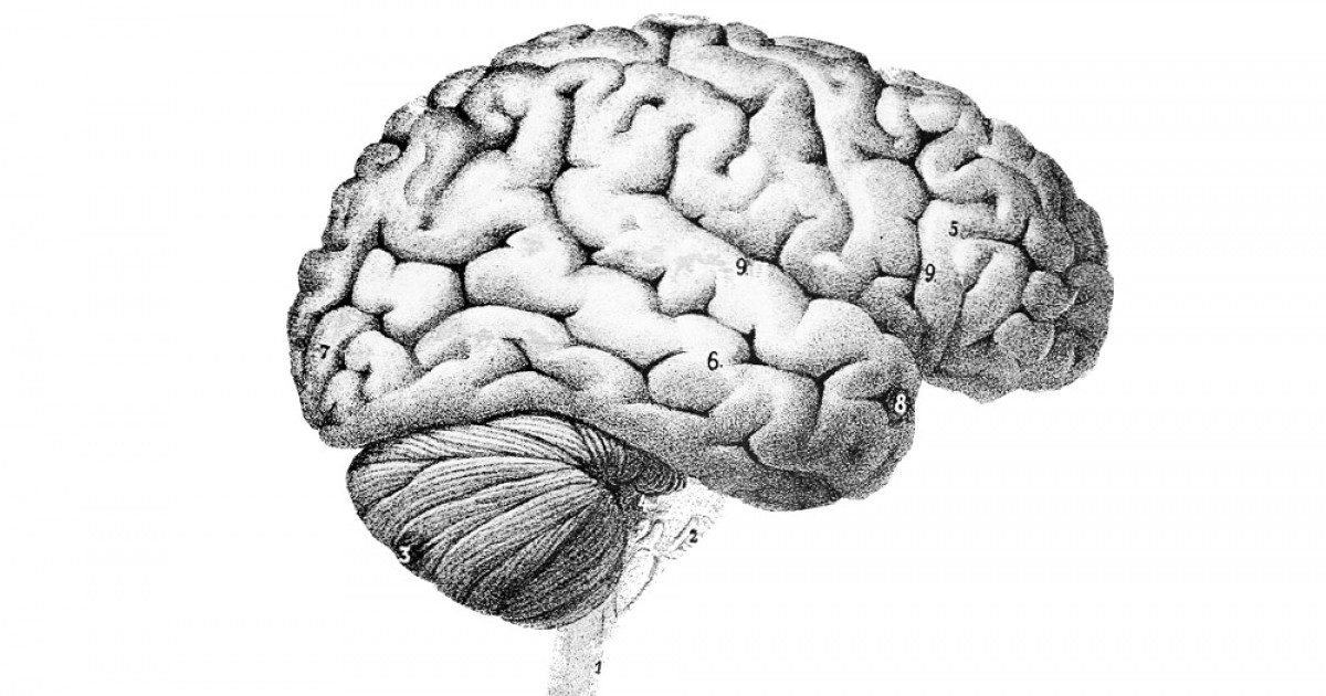 giro precentral claves y funciones esenciales del cerebro