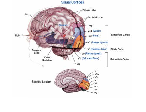 Giro Temporal Inferior: DESCUBRE su ANATOMÍA y FUNCIONES 2 giro temporal inferior descubre su anatomia y funciones