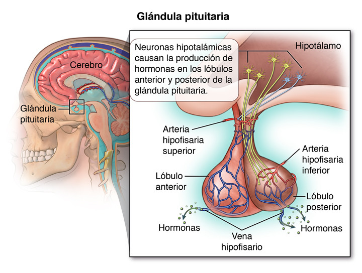 GLÁNDULA PITUITARIA: QUÉ ES y CUÁLES SON SUS FUNCIONES 2 glandula pituitaria que es y cuales son sus funciones