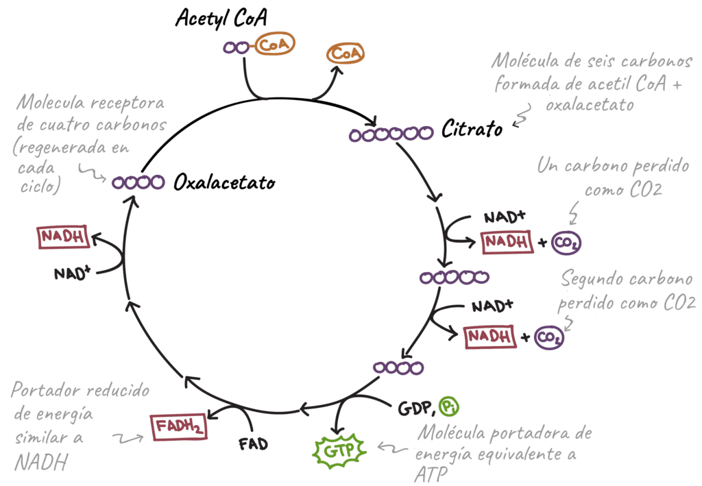 GLUCÓLISIS: QUÉ ES Descubre sus 10 FASES y Productos Finales 2 glucolisis que es descubre sus 10 fases y productos finales