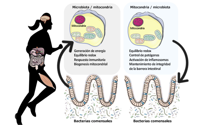 Glucólisis Revelada: Fases Clave y Su Impacto Esencial 2 glucolisis revelada fases clave y su impacto esencial