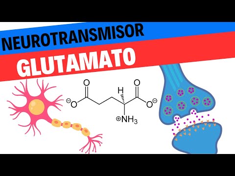 glutamato el neurotransmisor clave para tu cerebro