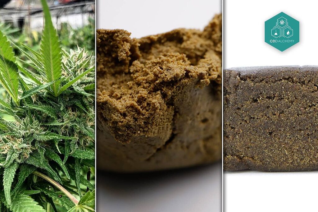 hachis vs marihuana diferencias y similitudes esenciales