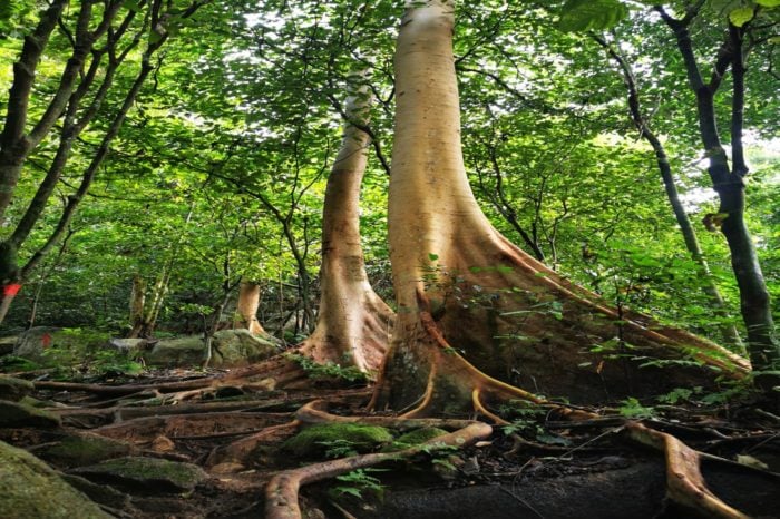 HAY ÁRBOLES en la SELVA - Atención y PERCEPCIÓN GRATIS 2 hay arboles en la selva atencion y percepcion gratis