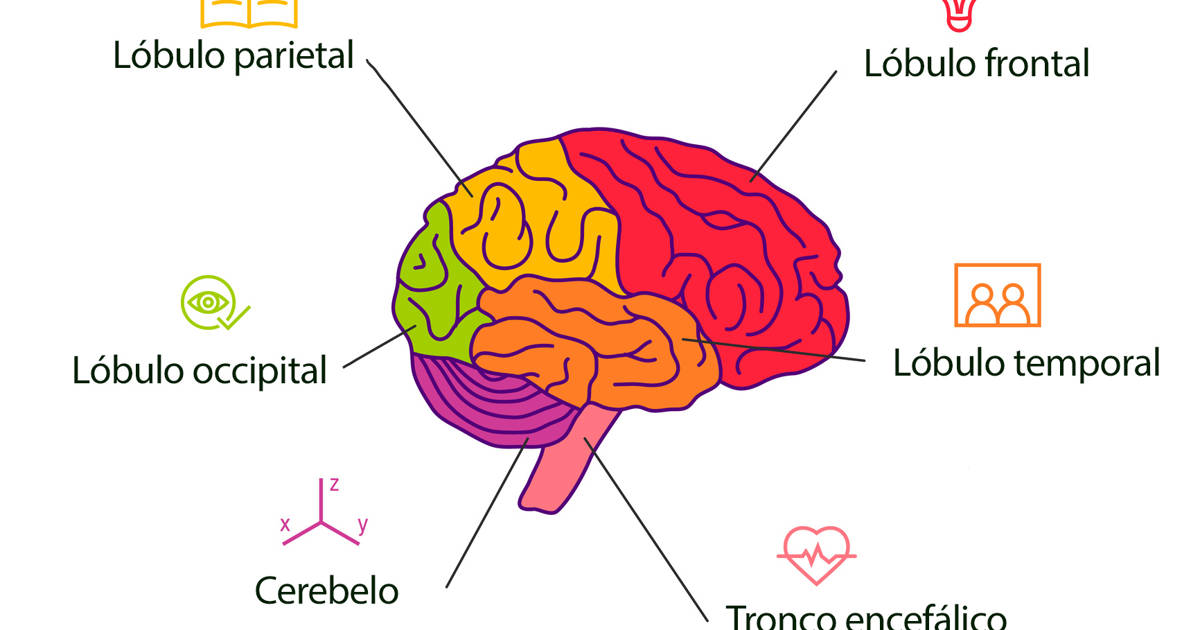 HEMISFERIO CEREBRAL DERECHO: PARTES y FUNCIONES ESENCIALES 10 hemisferio cerebral derecho partes y funciones esenciales