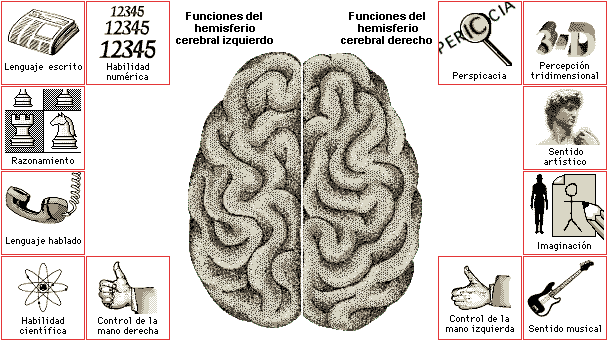 Hemisferios Cerebrales: Funciones Esenciales y Diferencias 2 hemisferios cerebrales funciones esenciales y diferencias